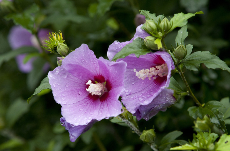 rose-of-sharon-flowers-opening-up-after-rainfall.jpg