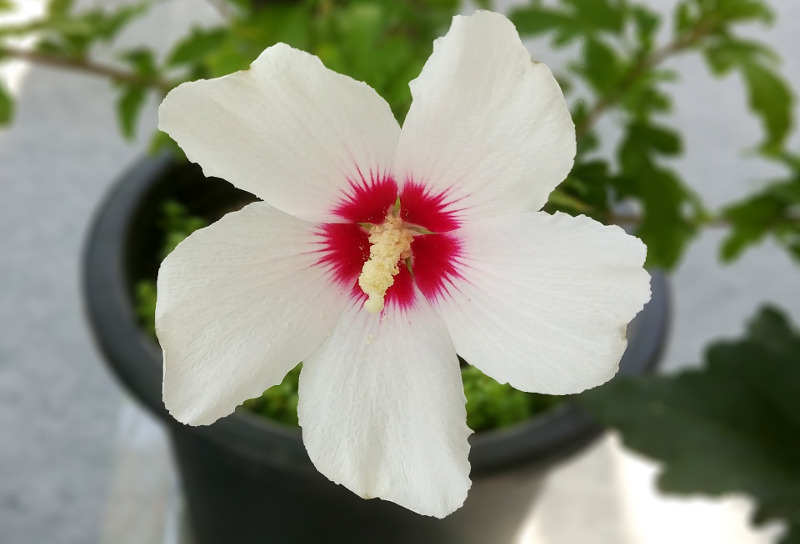 Rose Of Sharon Hibiscus Organic Live Plant w/ Roots Transplant