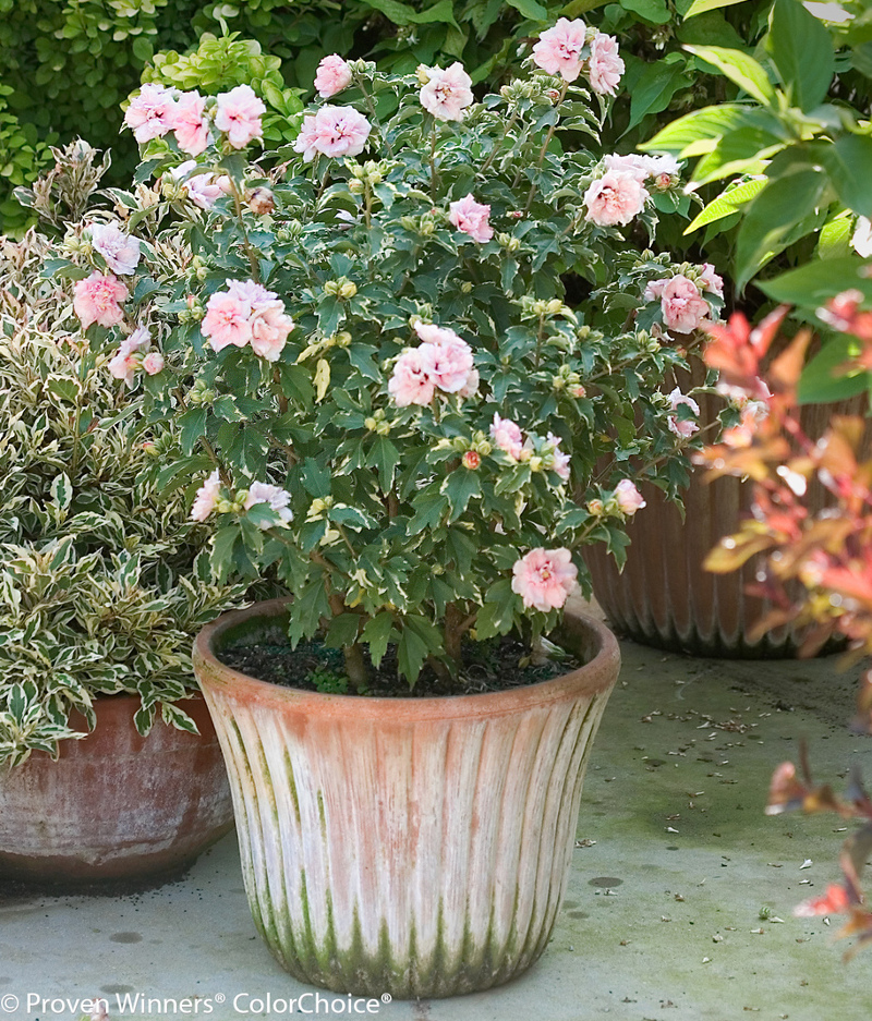 Proven Winners Pink Chiffon Rose Of Sharon Flowering Shrub in 2-Gallon (s)  Pot in the Shrubs department at