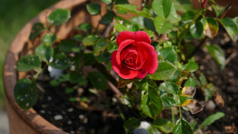 rose-potted-in-terracotta-pot.jpg