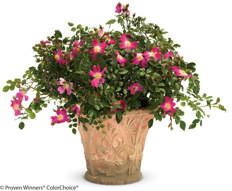 rose-shrub-in-decorative-pot.jpg