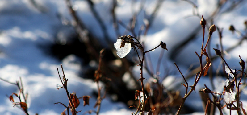 Tips For Winter Care — The Knock Out® Family Of Roses, 51% OFF