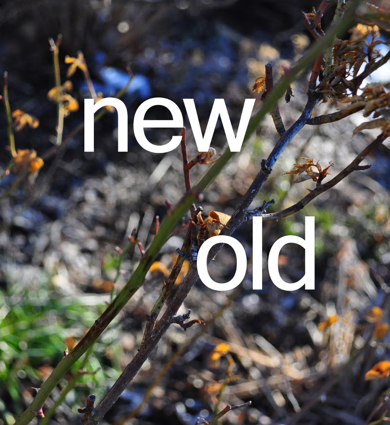 rose-shrub-with-new-and-dead-growth.jpg