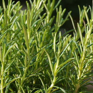 Rosemary Care