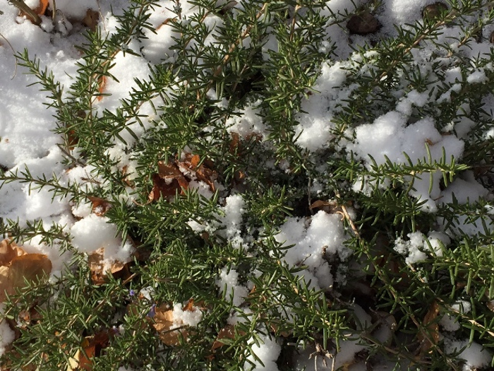 rosemary-covered-in-snow.jpg