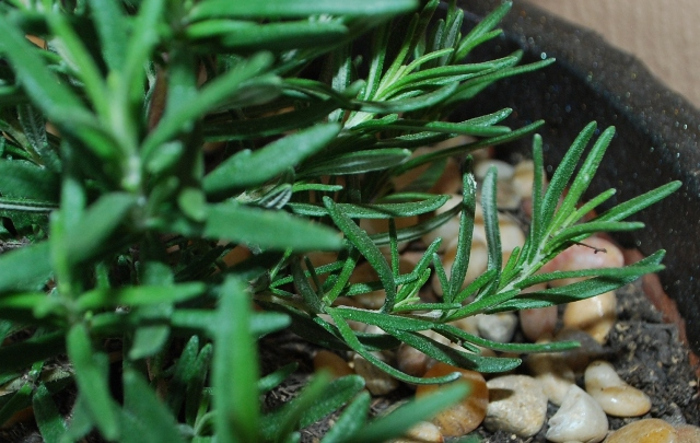 rosemary-cutting.jpg