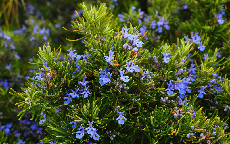 rosemary-plant-blooming.jpg