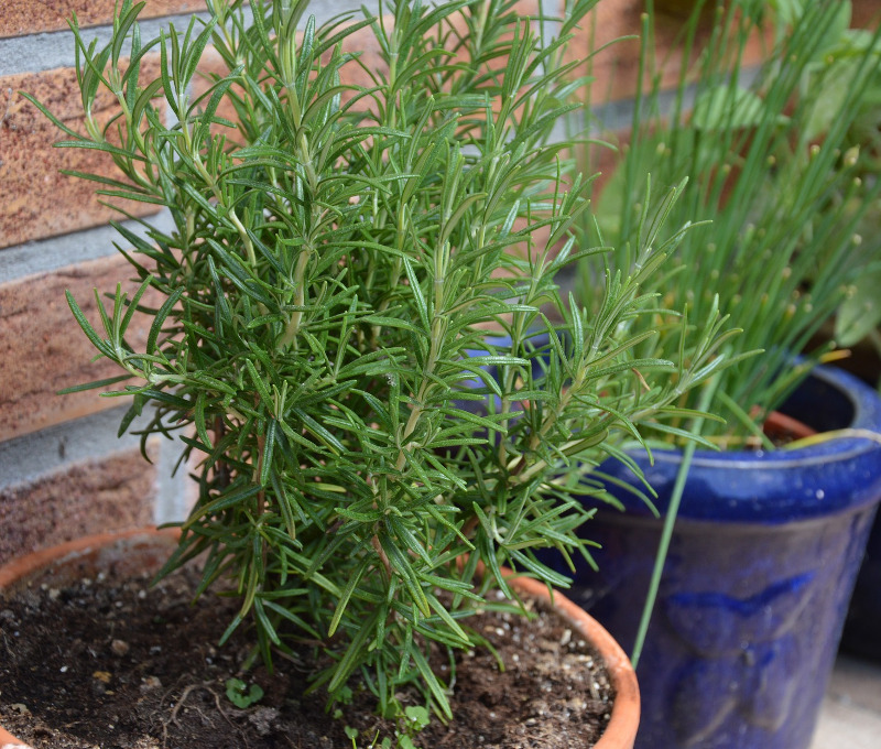 Tips for successful pots and container gardening in Texas.