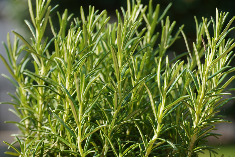 rosemary-plant.jpg