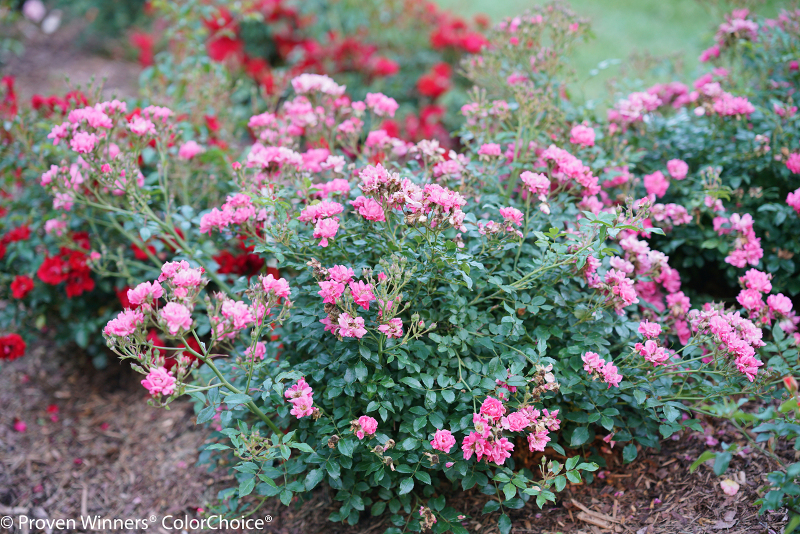 roses-evenly-spaced-out.jpg