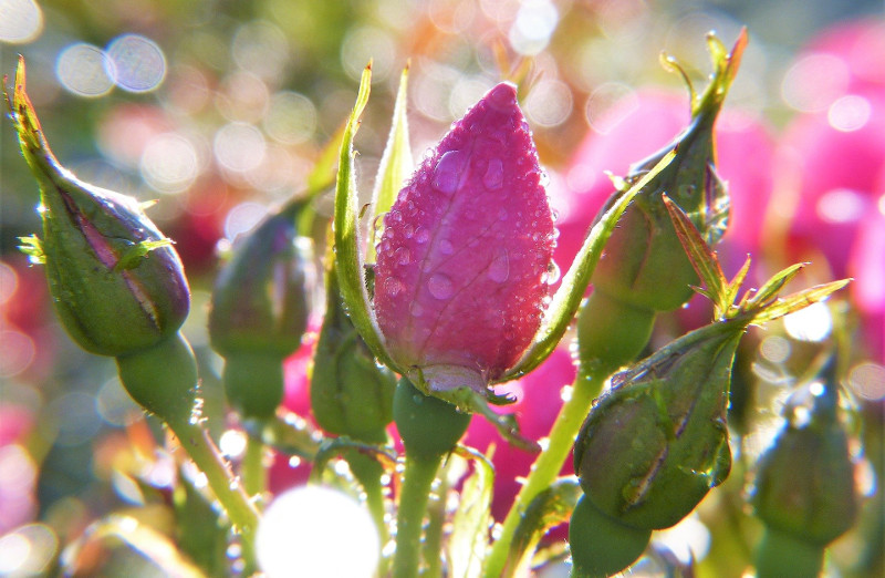 roses-getting-watered-from-the-sprinkler.jpg