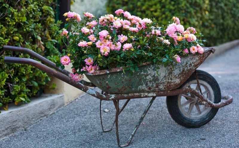 Growing Roses In Pots Plant Addicts