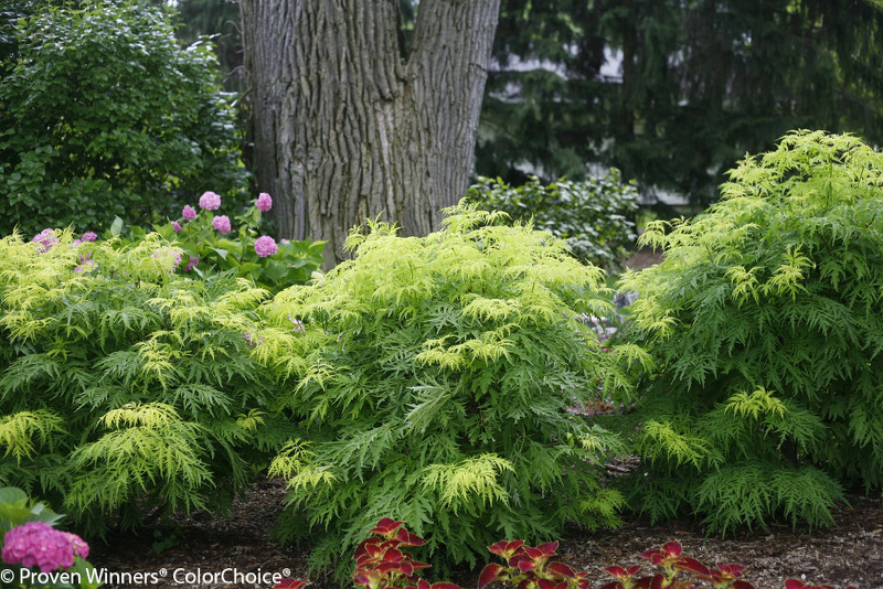 row-of-elderberry-shrubs-spaced-out-in-the-garden.jpg