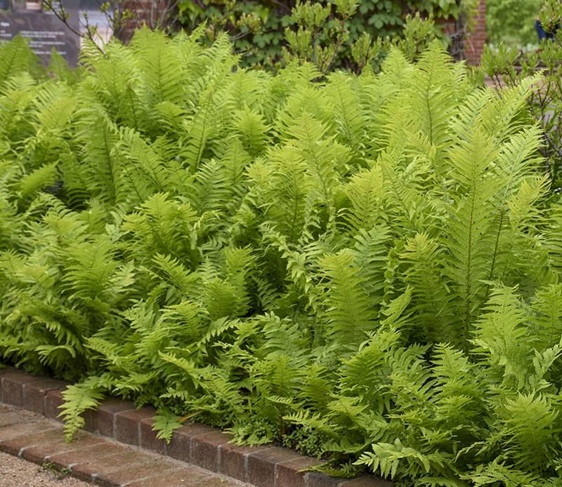 row-of-ferns-growing-in-the-garden.jpg