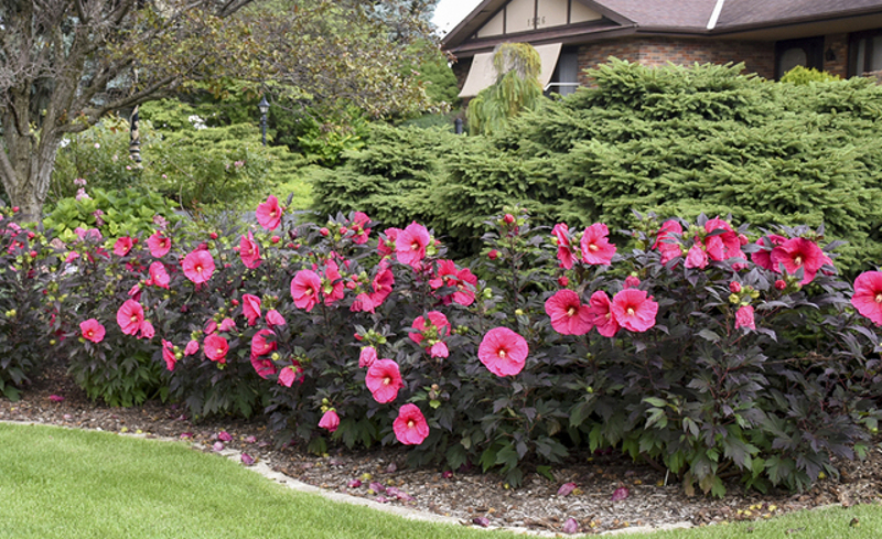 row-of-hibiscus-plants-as-a-hedge.jpg