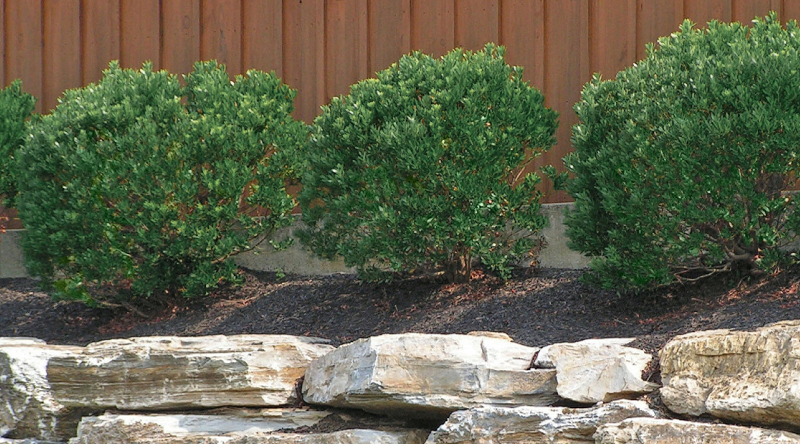 row-of-holly-shrubs-as-a-border.jpg