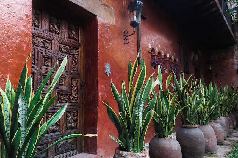 row-of-potted-snake-plants-outdoors.jpg