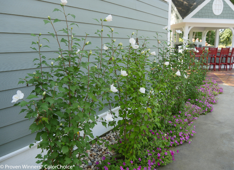 row-of-rose-of-sharon-planted-next-to-the-house.jpg