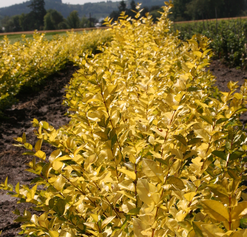 rows-of-privet-golden-vicary-planting.jpg