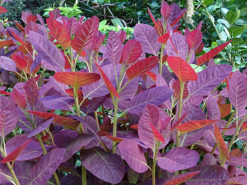 royal-purple-smoke-tree-new-foliage.jpg