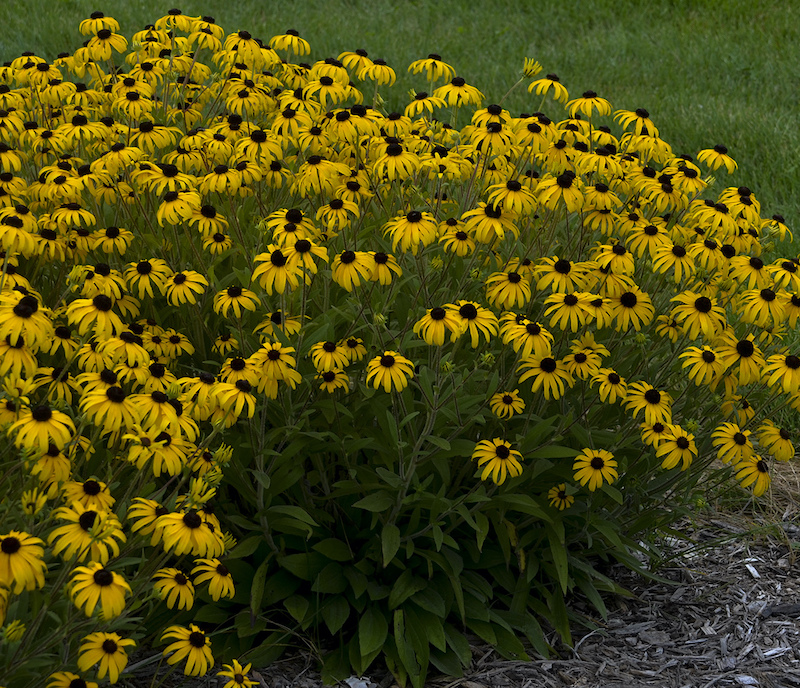 rudbeckia-american-gold-rush.jpg