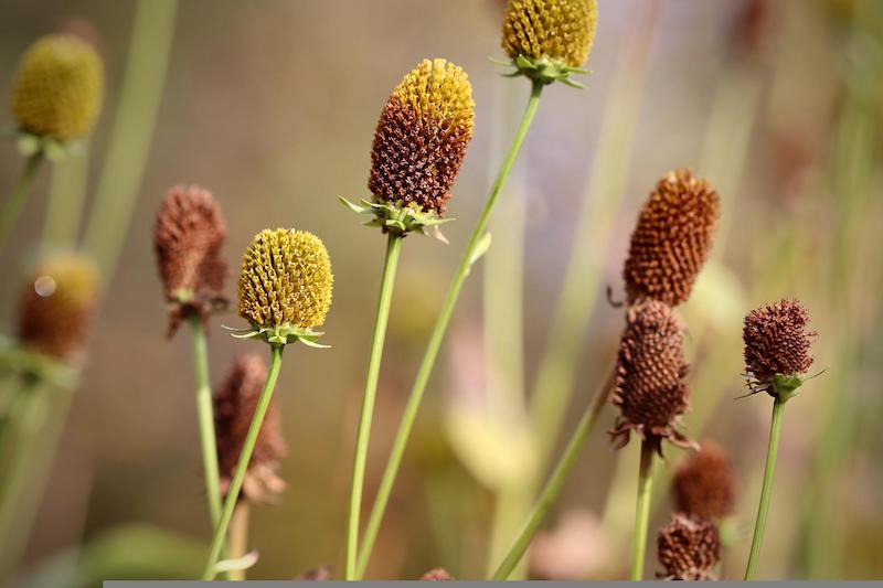 rudbeckia-seedheads.jpg