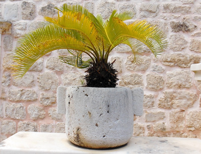 sago-palm-in-concrete-planter-sitting-on-a-table-outdoors.jpg