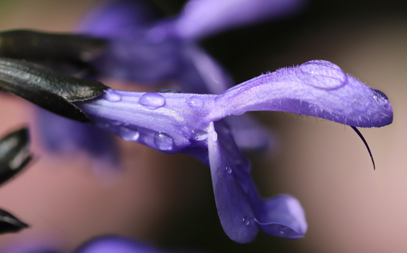 salvia-flower-after-watering.jpg