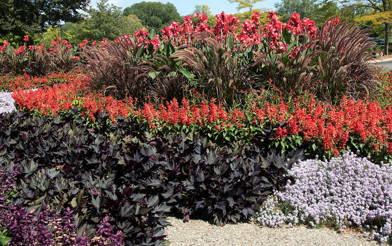 salvia-planted-with-canna-lilies-and-purple-fountain-grass.jpg