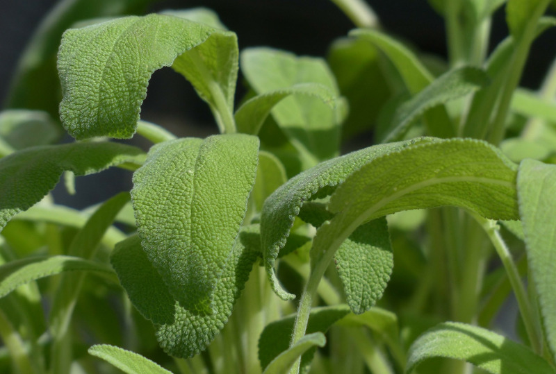 salvia-plants-in-the-sunlight.jpg