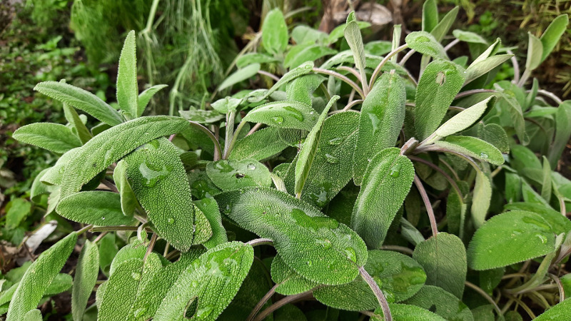 salvia-plants-not-blooming.jpg