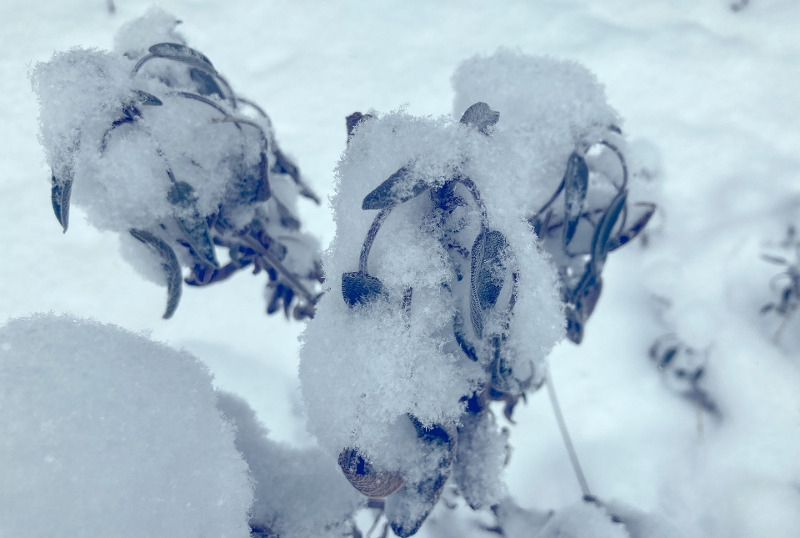 salvia-sage-plant-covered-in-snow.jpg