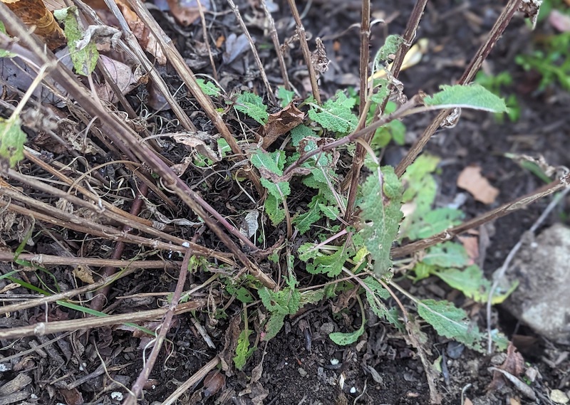 salvia-with-insect-damage-going-dormant.jpg