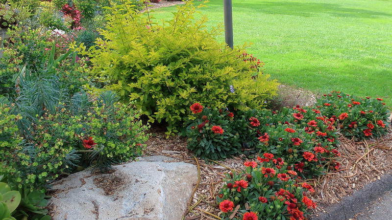 san-diego-botanic-garden-gaillardia-grandiflora-cv-blanket-flower-duranta-erecta-gold-mound-euphorbia-characias.jpg