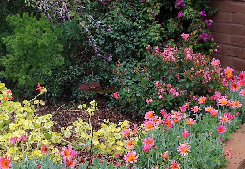 san-diego-botanic-garden-with-arctotis-pink-sugar-african-daisy-pelargonium-crystal-palace-gem-fancy-leaf-geranium-rhaphiolepis-indica-cv-indian-hawthorn-vitex-trifolia-purpurea-and-bougainvillea-sp.jpg.jpg