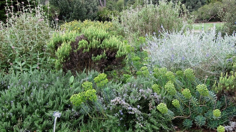 san-francisco-botanical-garden-with-rosemary-euphorbia-characias-dwarf-salvia-sp-and-phlomis-purpurea.jpg