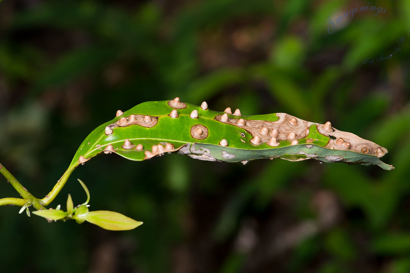 https://cdn11.bigcommerce.com/s-jmzfi5zcr2/product_images/uploaded_images/scale-on-tea-camellia.jpg