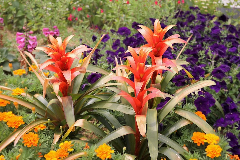 bromeliad plants care