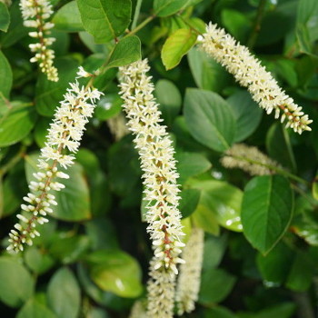 Scentlandia sweetspire with white blooms