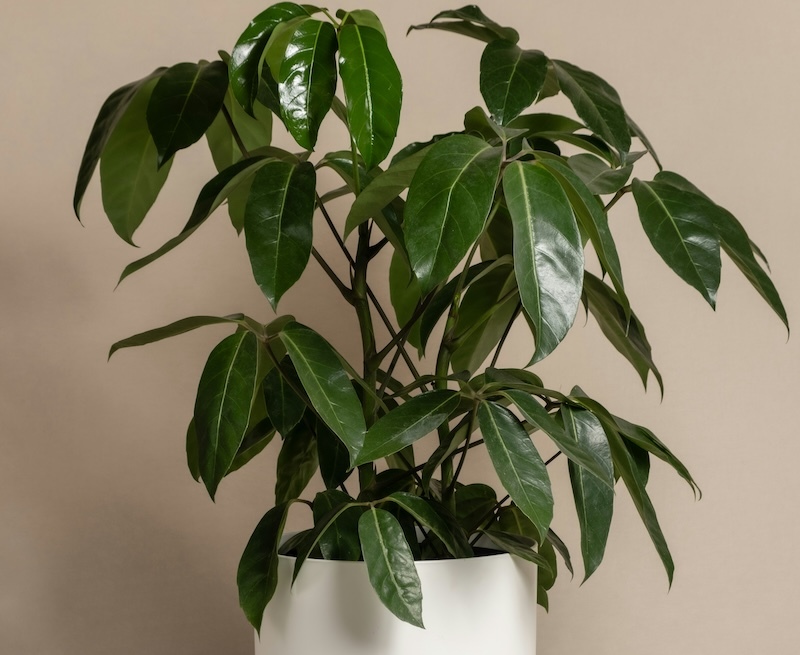 schefflera-in-white-ceramic-pot.jpg
