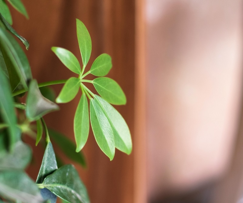 schefflera-plant-growing-in-bright-indirect-light.jpg