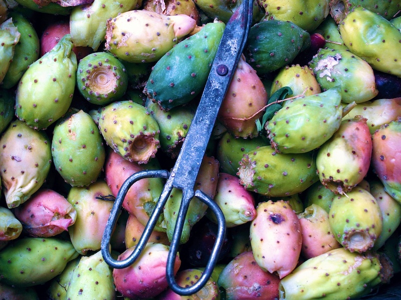 scissors-on-top-of-prickly-pear-fruits.jpg