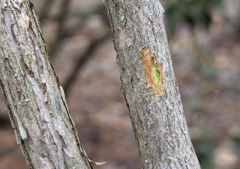 scratch-test-on-lower-trunk-of-blueberry-bush.jpg