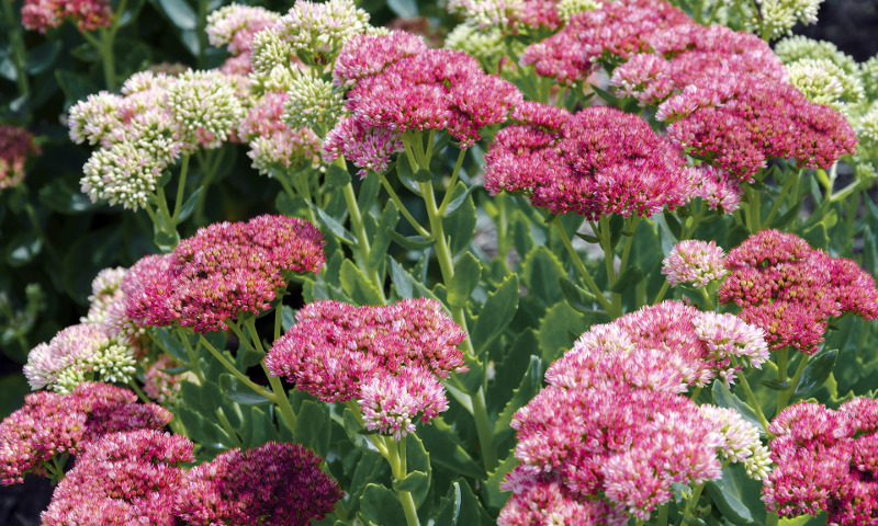 sedum-flowering.jpg