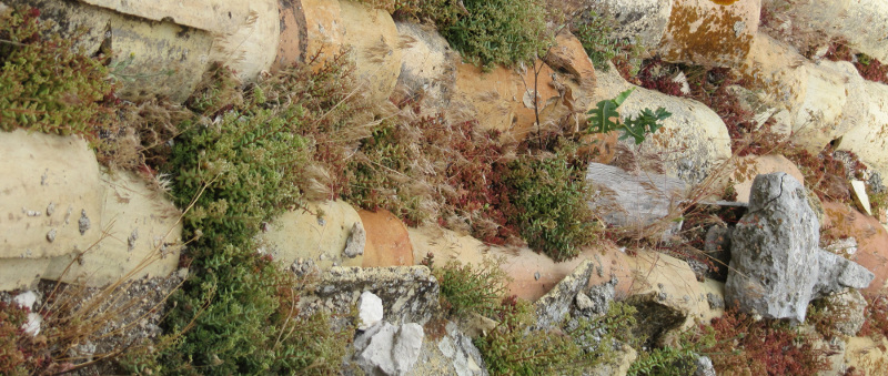 sedum-growing-in-rock-garden-retaining-wall.jpg