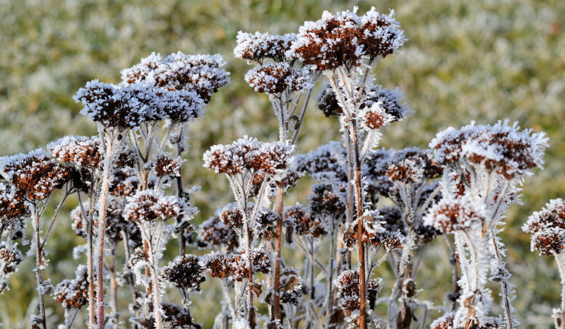 sedum-in-the-winter-covered-in-frost.jpg