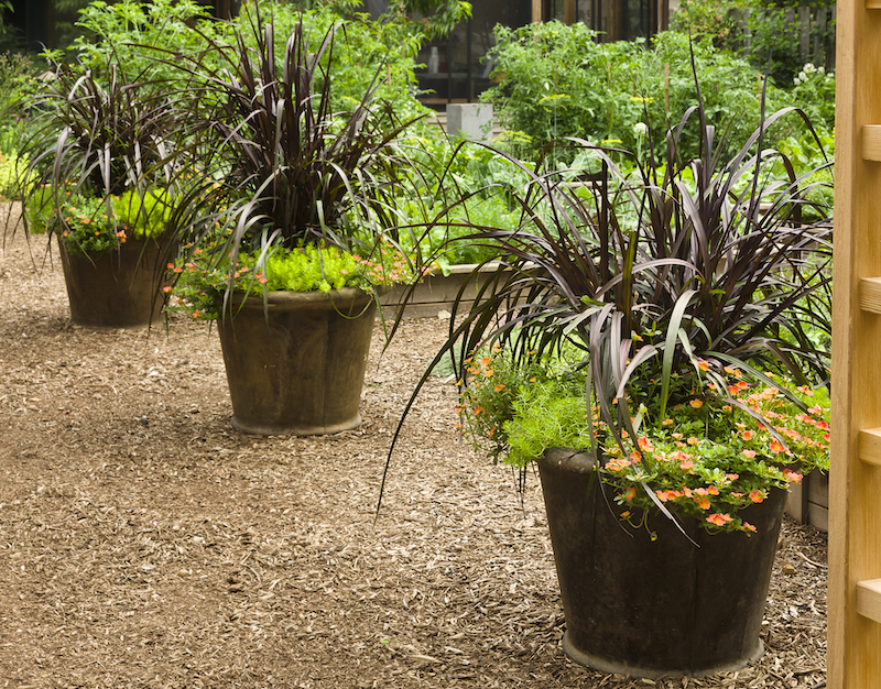 sedum-potted-with-purple-fountain-garss-and-purslane-in-three-decorative-containers.jpg