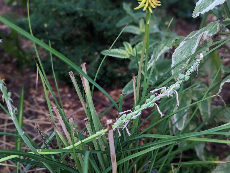 seed-pods-on-kniphofia-stem.jpg