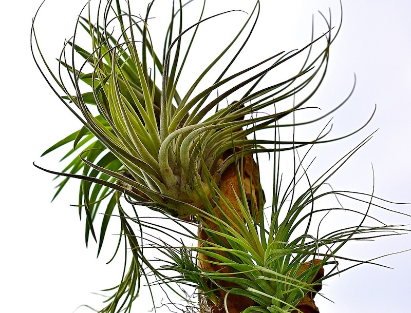 several-air-plants-attached-to-wood-sculpture.jpg