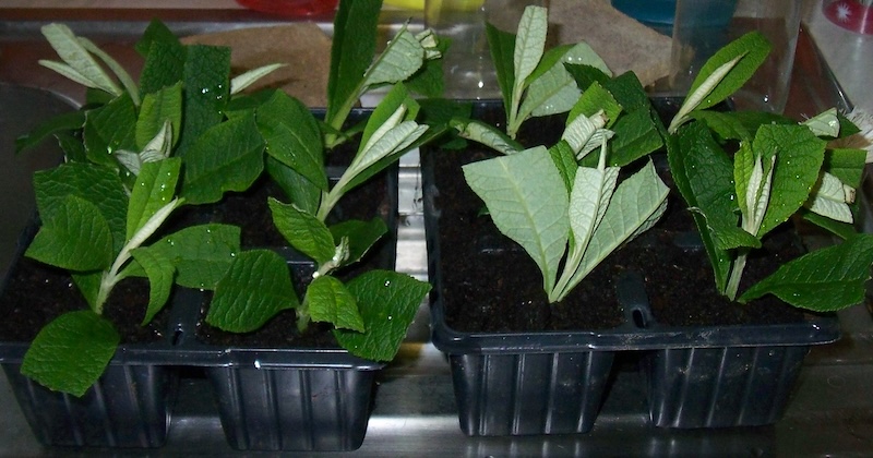 several-butterfly-bush-cuttings-growing-in-a-flat.jpg